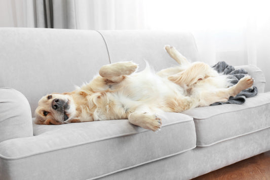 A Guide to Fabric Types for Families with Kids or Pets